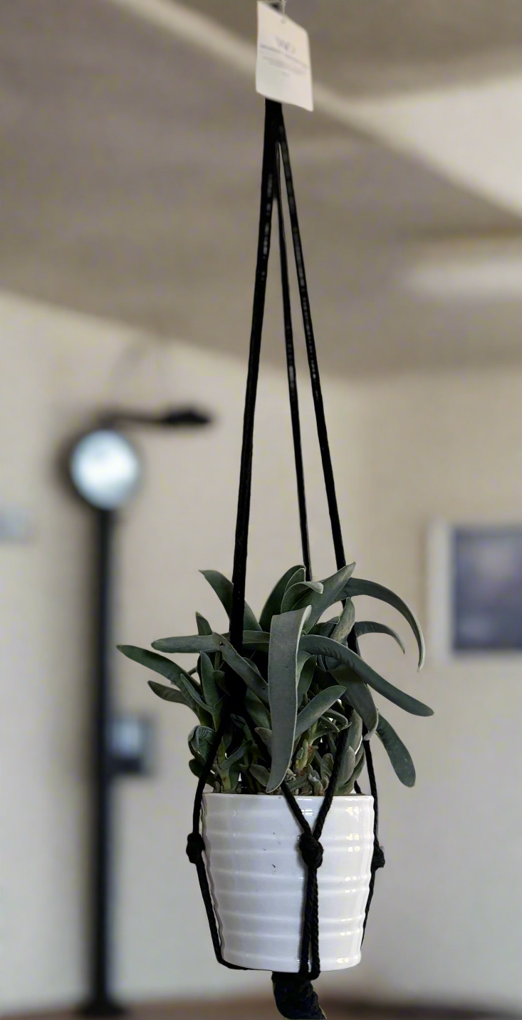 Plant & Pot Hanger - Black