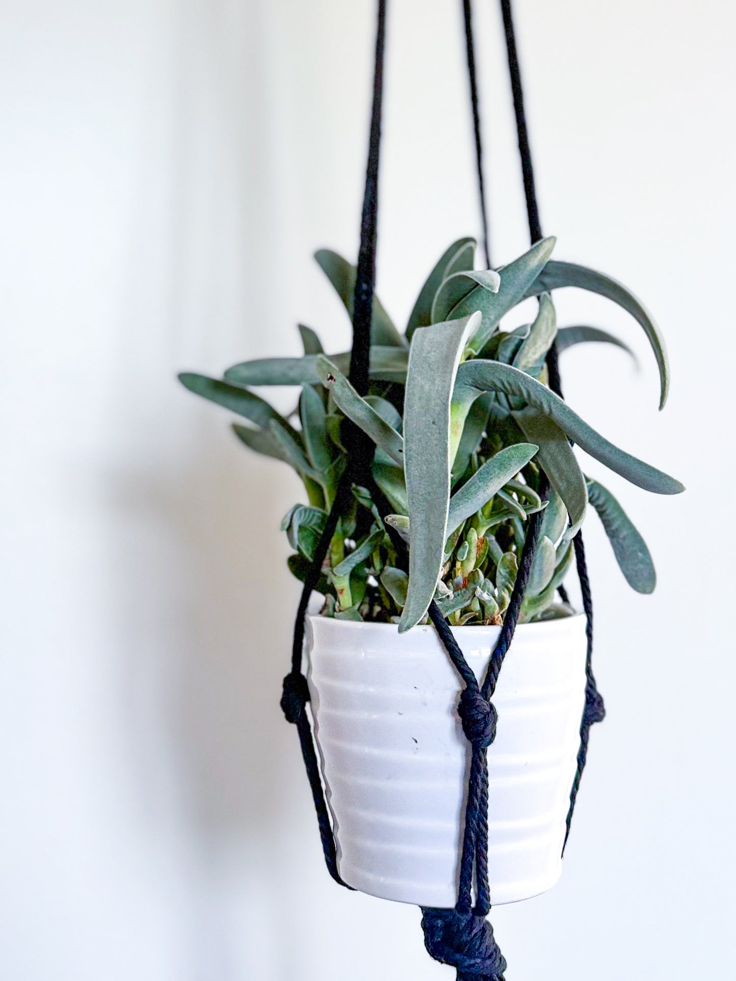 Plant & Pot Hanger - Black